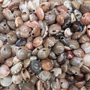 Schöne 2,1 oz (59,5 Gramm) flache braun schattierte Muschelperlen Muscheln Crafting Dekoration Verzierungen