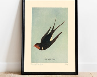 Swallow Biodiversity Heritage Library #59 Poster Modern Wall Art Decor Interior Decor