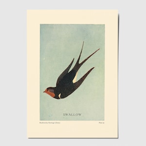 Postal vintage reimpresa de golondrina, postal de golondrina, arte de golondrina en colores suaves, postal de pájaro, arte animal, postal vibrante, tarjeta de golondrina