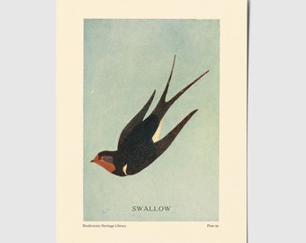 Vintage Schwalbe Nachdruck Postkarte: Kunst Vogel Kunst