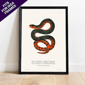 Peut inclure: Une illustration vintage d'un serpent noir et orange avec des marques rouges. Le serpent est enroulé en spirale. Le texte "HELICOPS ABACURUS" et "Biodiversity Heritage Library" est imprimé sous le serpent.