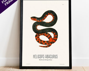 Helicops abacurus Snake Biodiversity Heritage Library Printed Poster Art Decor Interior