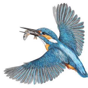 Hand drawn Kingfisher Canvas Art | Eisvogel | Martín Pescador | Martim-Pescador | Kungsfiskare