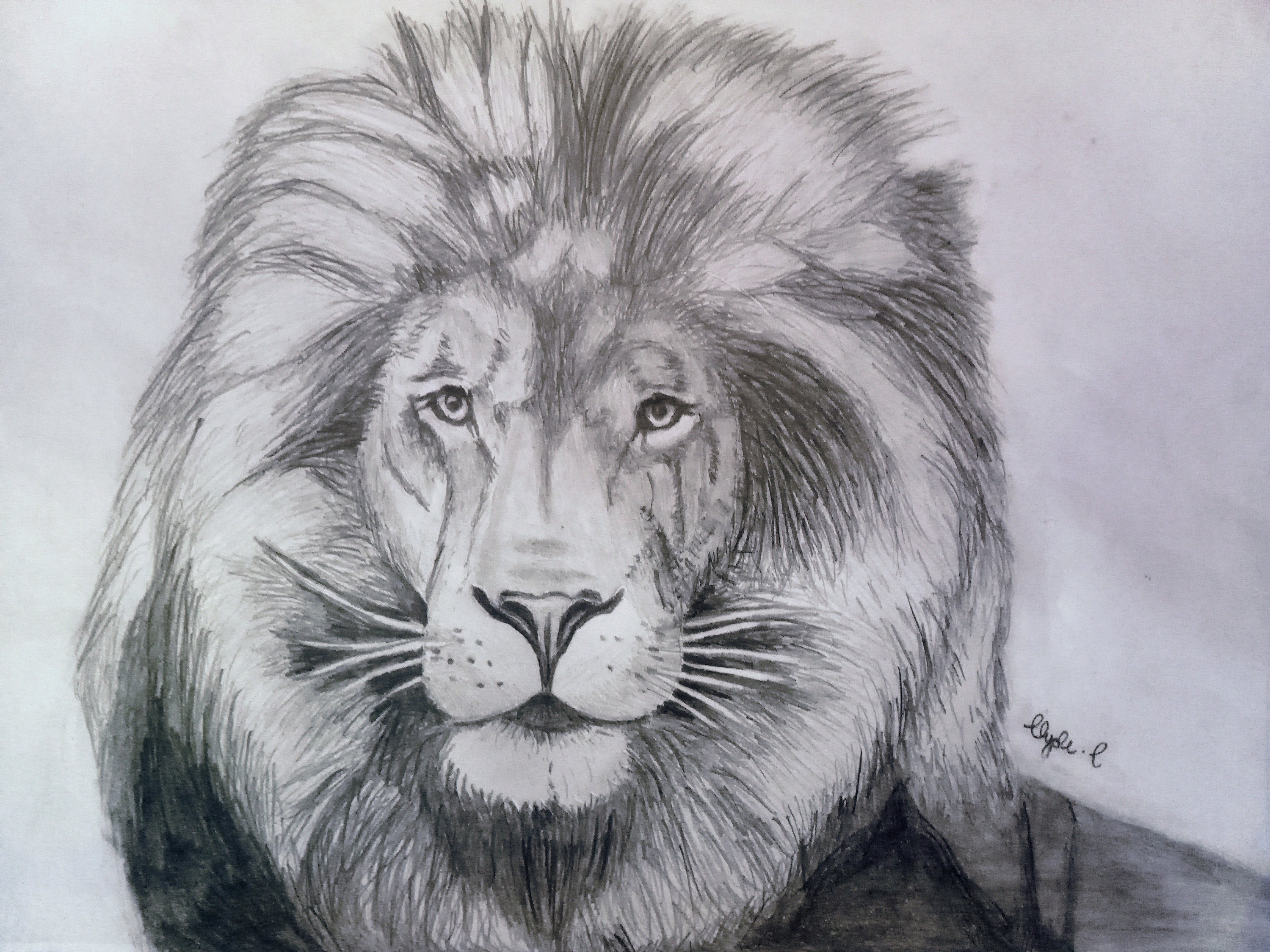 Original Lion Sketch A3 Sized Cartridge Paper Etsy
