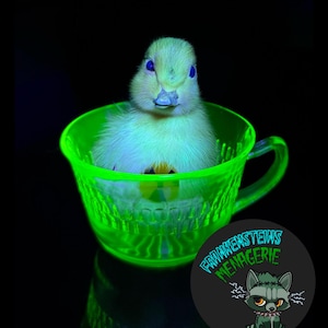 May include: A fluffy yellow duckling sits inside a glowing green teacup. The teacup has a handle and a decorative design. A circular logo with the text "Frankenstein's Menagerie" and a cartoon raccoon is in the lower right corner.