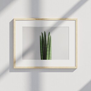 Sansevieria cylindrica Plant Poster image 2