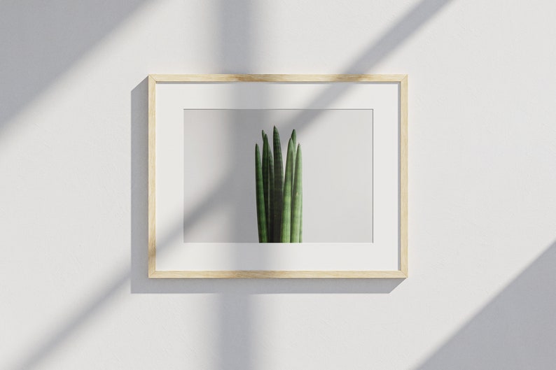 Sansevieria cylindrica Plant Poster image 2