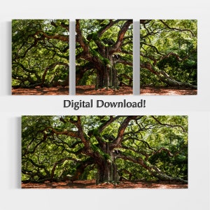 May include: A large, ancient oak tree with sprawling branches and a thick canopy of green leaves. The tree is surrounded by a carpet of brown leaves.