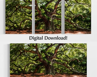 Angel Oak Tree DIGITAL DOWNLOAD photography mixed media art print Domenica Rossi 3 piece triptych or 1 piece