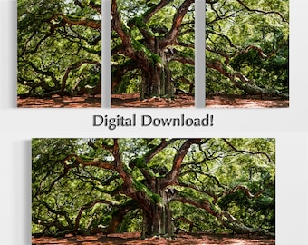 Angel Oak Tree Photography Art Print: drieluik of enkele (digitale download)