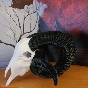 May include: A white ram skull with black horns. The horns are curled and the skull is facing to the right. The skull is on a wooden surface.