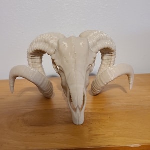 Ram skull