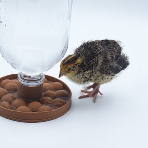 Abbeveratoio per pulcini stampato in 3D: ciotola per l&#39;acqua per quaglie che non annegheranno