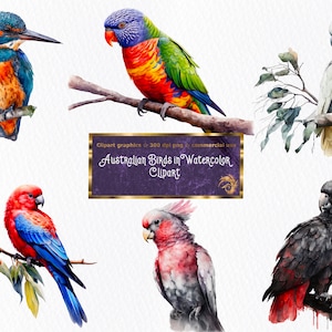 Magical Australian Birds - set of 12 Digital Watercolor Clipart PNG Files - instant download - these may be used for commercial use