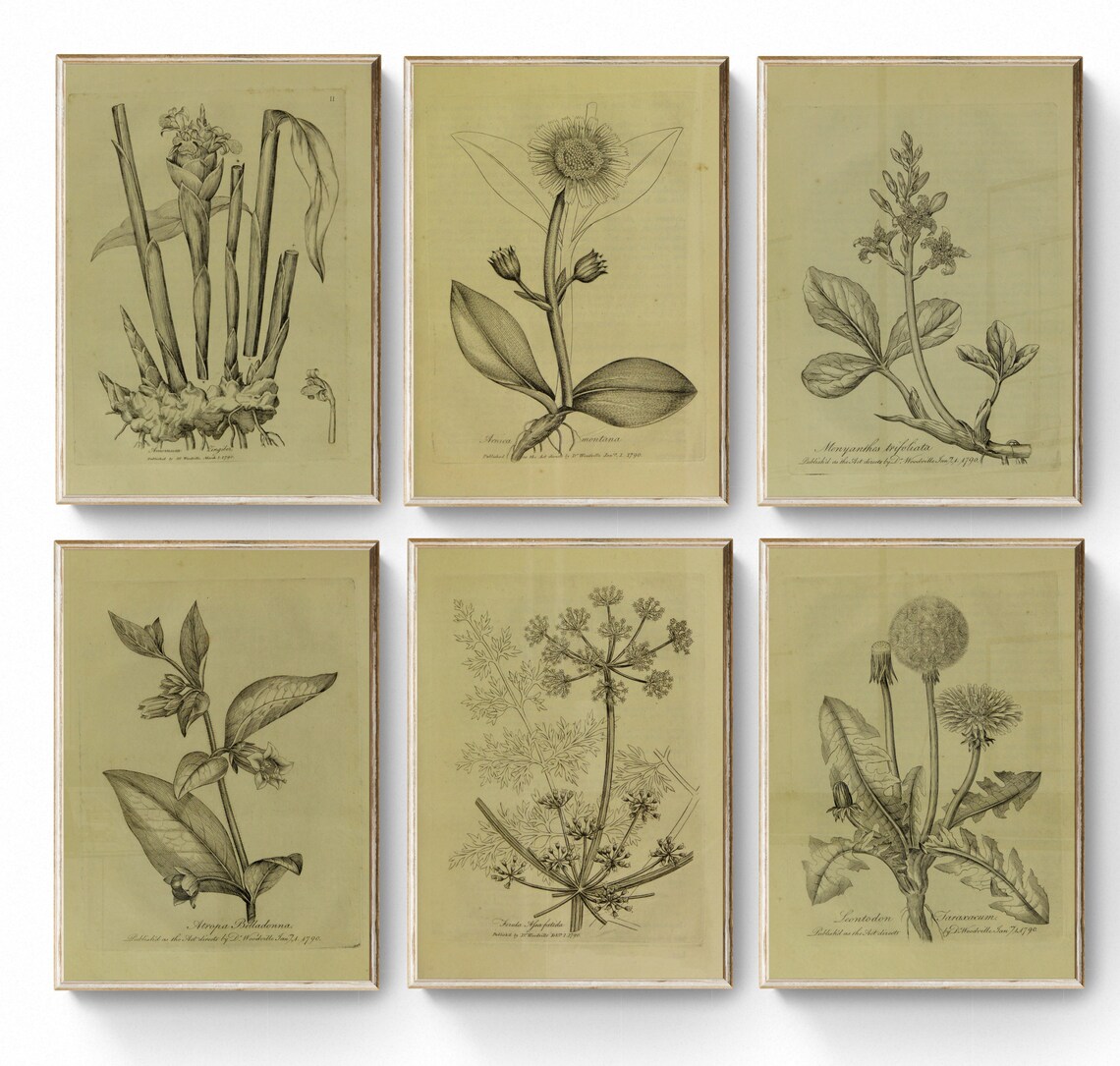Printable Vintage European Wall Art Set Digital Prints Botanical Sketches Neutral Print Gallery