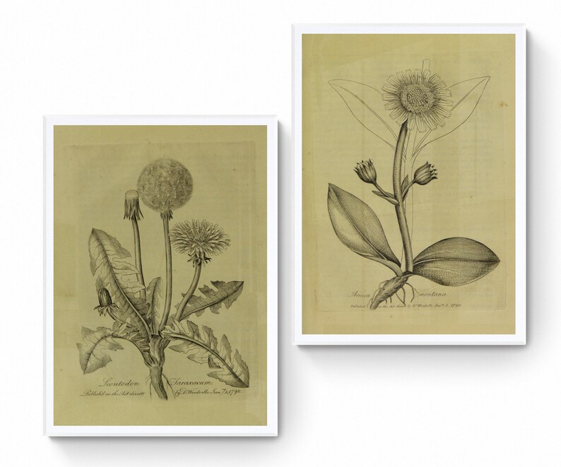 Printable Vintage European Wall Art Set Digital Prints Botanical