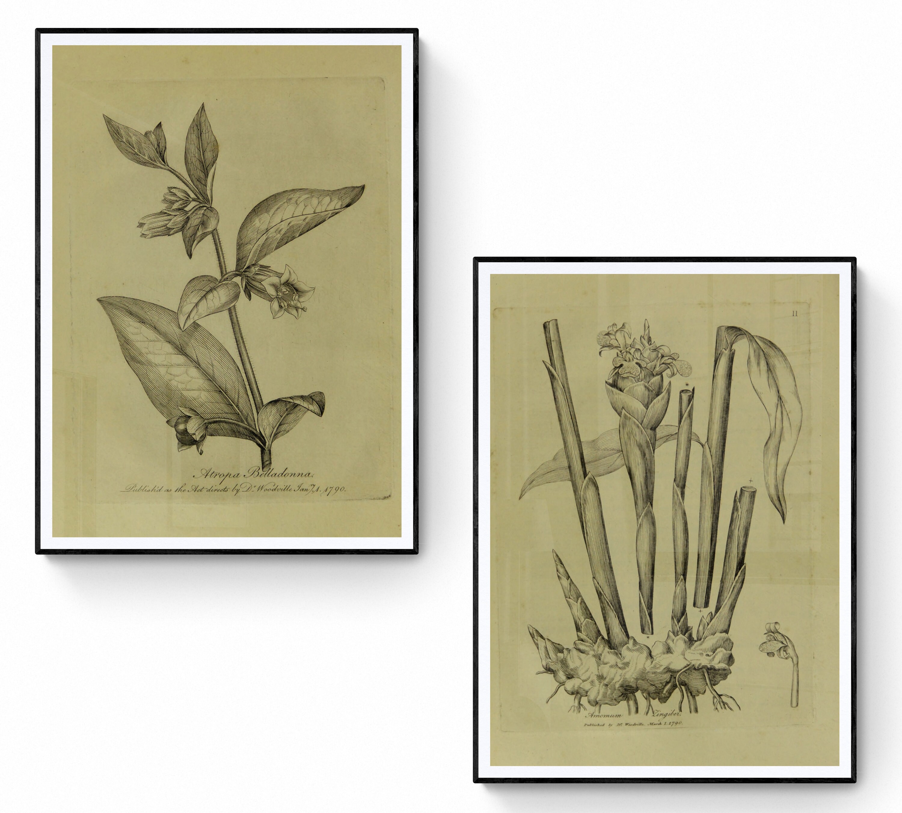 Printable Vintage European Wall Art Set Digital Prints Botanical