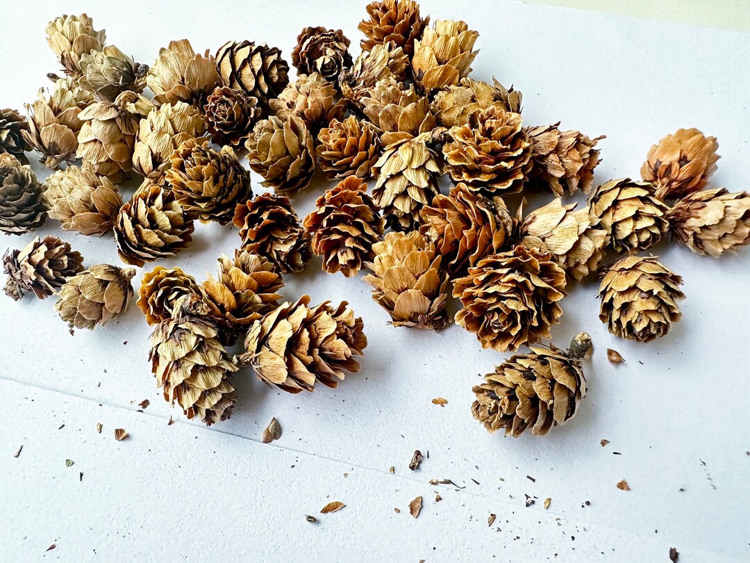 Small Pine Cones Bulk. 15 Oz. Fragrant Small Petal Bulk Dried Etsy