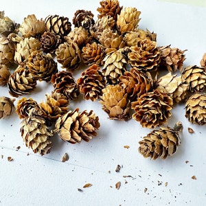 May include: A collection of dried pine cones, with a light brown color, scattered on a white surface.