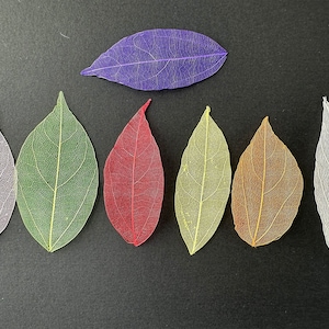 100 hojas de esqueleto, 7 colores disponibles.