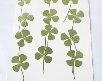 12 pcs Pressed Dried Four Leaf Clover. SuitableFloral Art Craft Resin Cast.