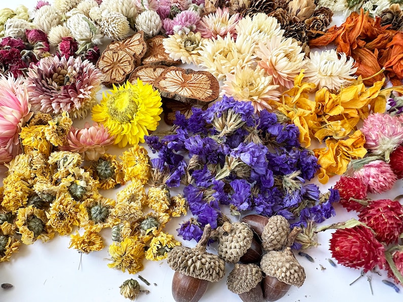 Wholesale Bulk Dried Flowers for Resin. 40 Variety for Etsy
