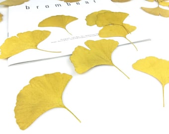 12 pcs Pressed Dried Ginkgo Leave. Suitable Floral Art Craft Resin Cast.