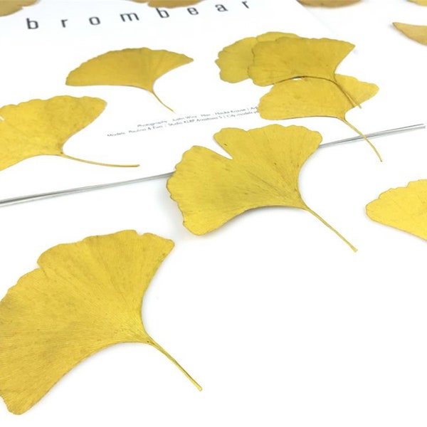 12 feuilles de ginkgo séchées et pressées. Moulage en résine d’artisanat d’art floral approprié.