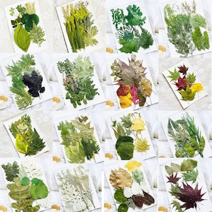 Pacote misto de folhas secas prensadas. Conjunto de 16 para coleta. Folhas secas prensadas para artesanato, scrapbooking, criação de cartões.