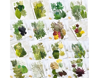 Confezione mista di foglie essiccate e pressate. Set da 16 pezzi. Foglie essiccate e pressate ideali per lavori creativi, scrapbooking e creazione di biglietti.