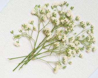 20 PCS Flores de boda Invitaion.5 color para Pick.Dryed Baby's Breath Flowers.Pressed Flowers.