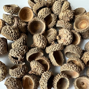 Pacote com 10 a 100 unidades de cápsulas de bolota naturais. Tamanho de 2 a 2,5 cm. Pelos de bolota secos naturalmente. Cápsulas de bolota de carvalho secas para projetos de artesanato, confecção de bijuterias em feltro.