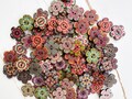 50-100 pcs Whole Sale Mix of Floral buttons, Bulk Wooden Buttons. 0.75, 1 inch sizes. Vintage Buttons, Sewing Supplies.Painted Buttons. product logo