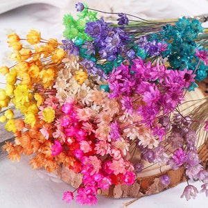 30 Star Flowers,15 colors for choose.Dried Flowers, Crafter&#39;s Flowers.Lavender Star Flowers , Blue Starflowers , Mint Green Starflowers.