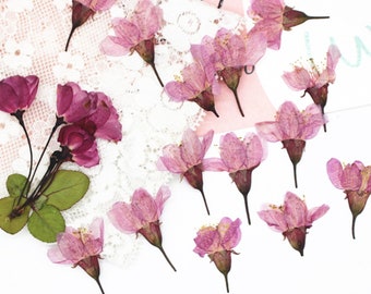 12 pcs Pressed Dried Sakura. SuitableFloral Art Craft Resin Cast.Dried Cherry Blossoms