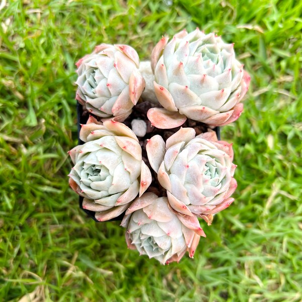 Free shipping with 2 or more purchase: Echeveria Jeongwol, 5head cluster, Rare imported succulent,  pic updated on 02/18/23