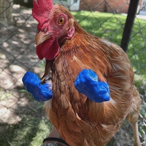 May include: A brown chicken with a red comb and wattle, wearing bright blue arm covers. The chicken is outdoors, with a green background of grass and a fence.