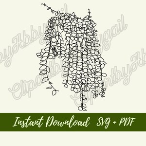 String of Nickels Plant svg | Plant |House Plant Clipart | Botanical svg | Clipart | House Plant svg | svg Downloads | Cut File | Hand drawn