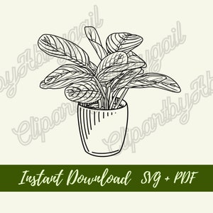 Maranta Plant svg | Plant svg | House Plant Clipart | Botanical svg | Plant Clipart | House Plant svg | Downloads | Cut File | Hand drawn