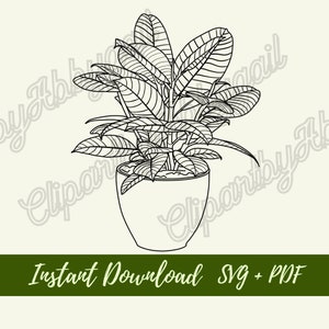 Bushy Rubber Plant svg | Plant svg |House Plant Clipart | Botanical svg | Clipart | House Plant svg | svg Downloads | Cut File | Hand drawn