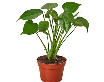 Philodendron Monstera Split-Leaf Plant 4” Nursery Pot Easy Care Plant Natural Decor for Home or Office