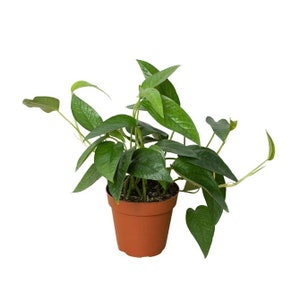 May include: A green potted plant with heart-shaped leaves. The plant is in a brown plastic pot.