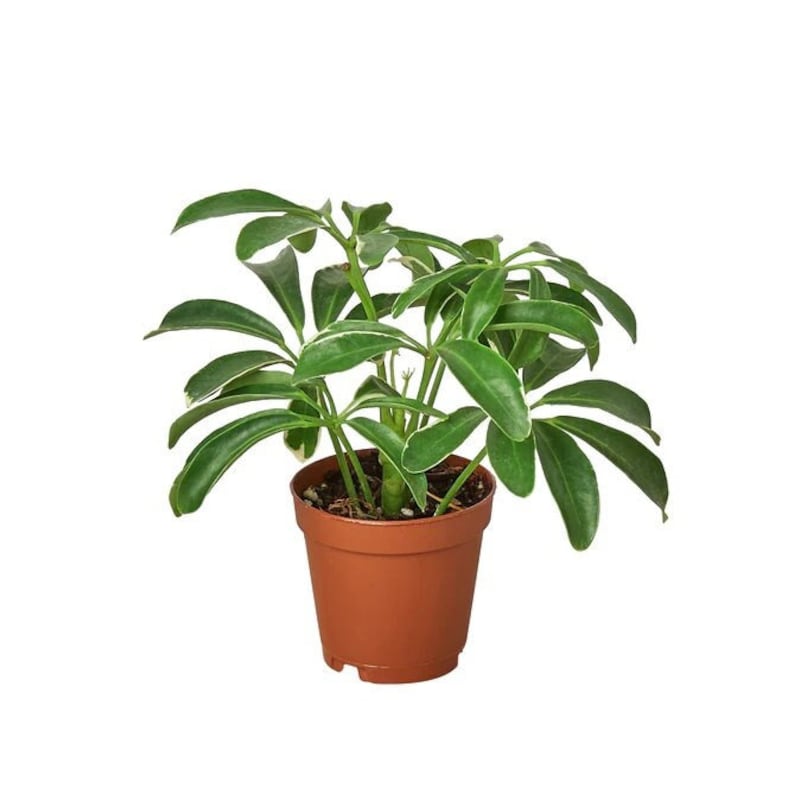 Schefflera Arboricola 'dwarf Umbrella' Tree in 4” Nursery Pot Easy Care ...