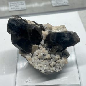 Puede incluir: Un grupo de cristales de cuarzo ahumado oscuro con una prominente formación cristalina alargada. El cuarzo es de un marrón profundo y translúcido, contrastado por inclusiones minerales más claras, de color beige, y una base blanca y granular. La muestra descansa sobre un soporte de exhibición cuadrado transparente.