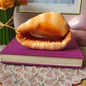 May include: A large, open seashell in shades of orange and white sits on a closed, purple book. The shell's interior features fine ridges. The image includes a framed artwork and a floral arrangement, creating a coastal or nature-inspired aesthetic.