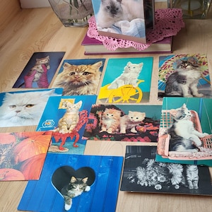 Album ze zdjęciami kotów w stylu vintage z 50 kartkami pocztowymi ze zdjęciami kotów w środku. Kolekcja miłośników kotów. Szalona kociara.