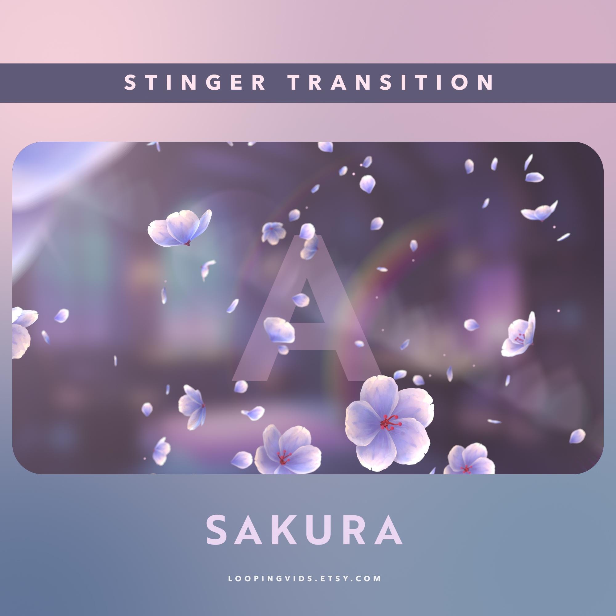 スティンガー Purple Sakura Cherry Blossom Stinger Transition for OBS