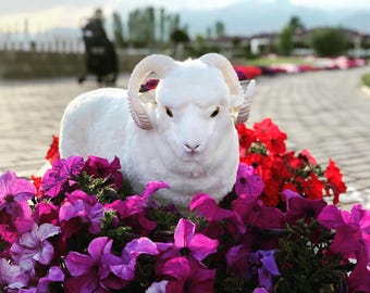 Merino CoCo