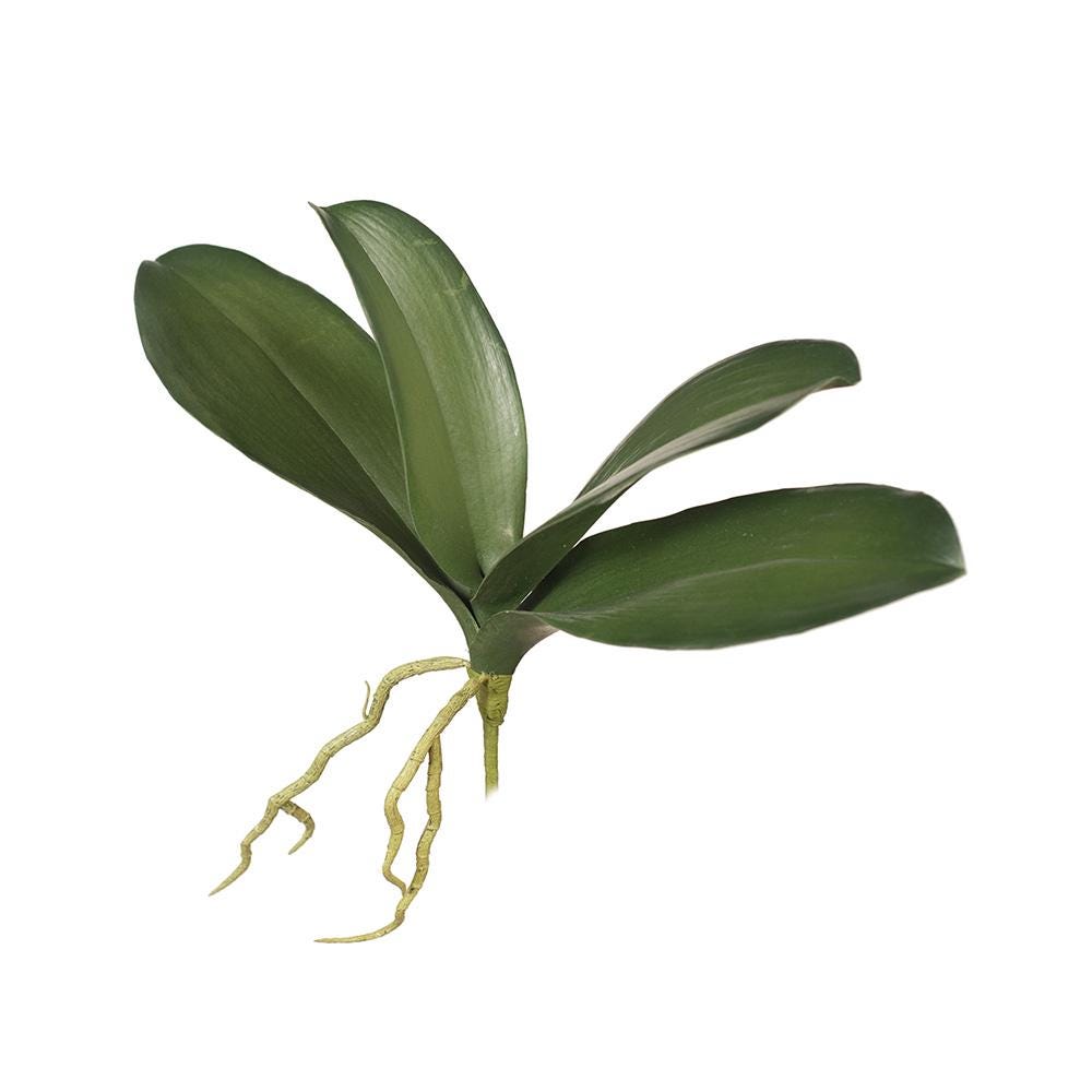 Artificial Phalaenopsis Orchid Roots & Leaves Green, Real Touch Fake Flowers 24cm Tall, Home Decor Moth Orchid Leaf Flower Arrangement