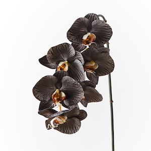 Pode incluir: Um grupo de orquídeas pretas com centros marrons, dispostas em um caule sobre um fundo branco.